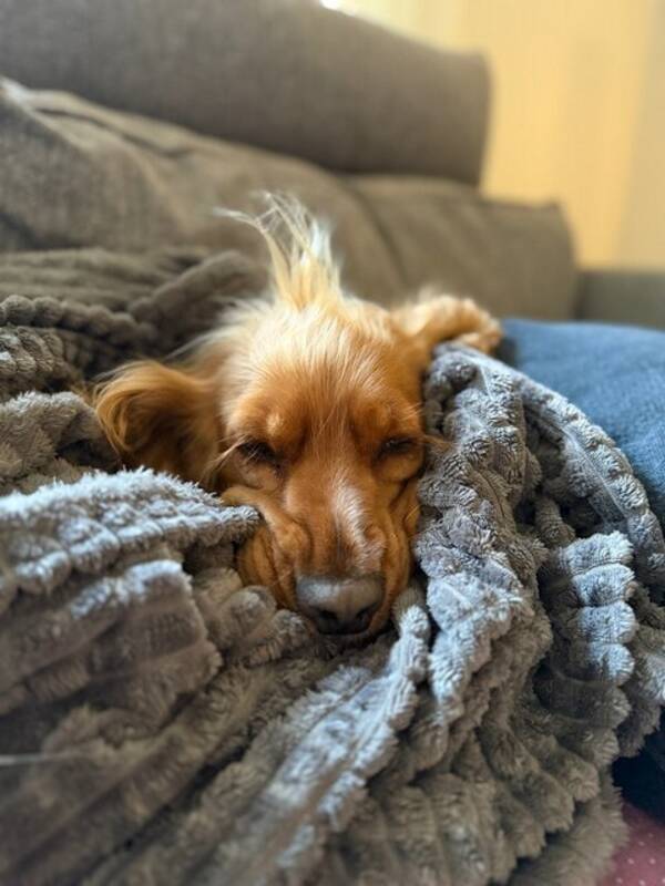 Hund - Cocker Spaniel