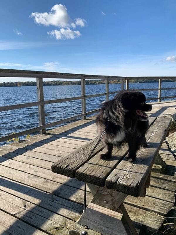 Hund - Tibetansk Spaniel