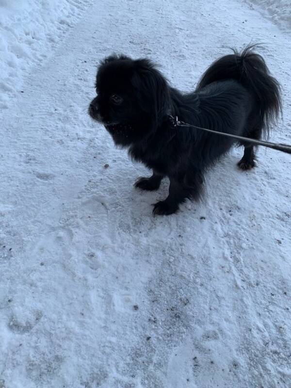 Hund - Tibetansk Spaniel