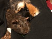 Marsvinen lilo och Kiwi. Marsvinen lilo och Kiwi.