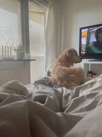 Golden retriver Golden retriver