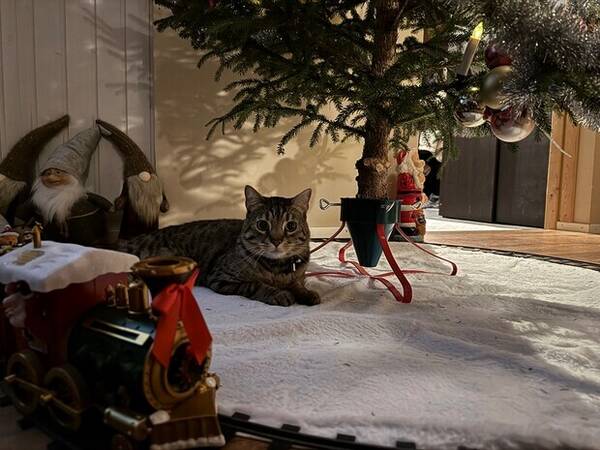 Katt - Halvbengalen Sanny