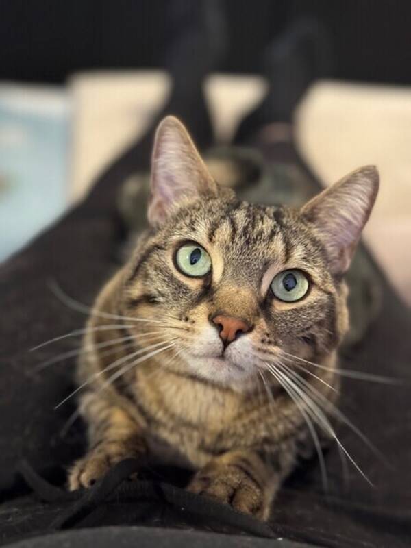 Katt - Halv Bengalen Zelda 