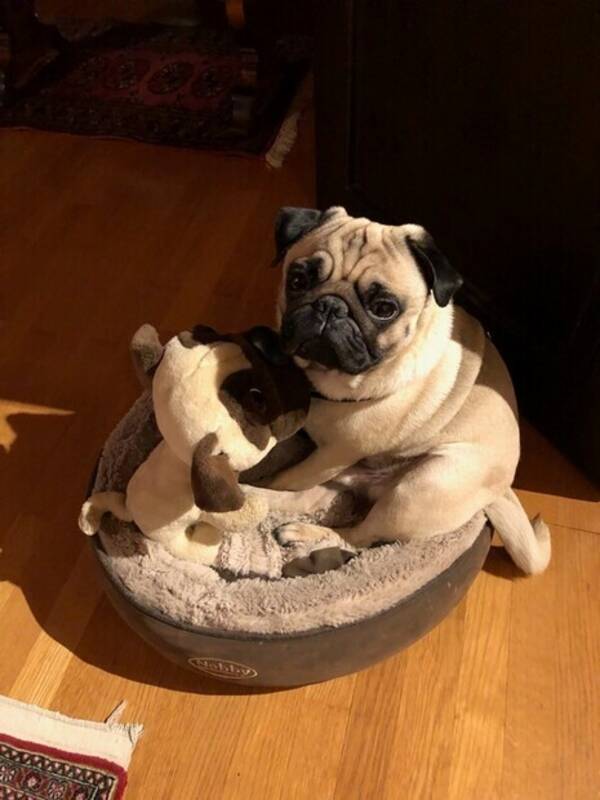 Hund - Mops  Zack Nilsson  världsklass 