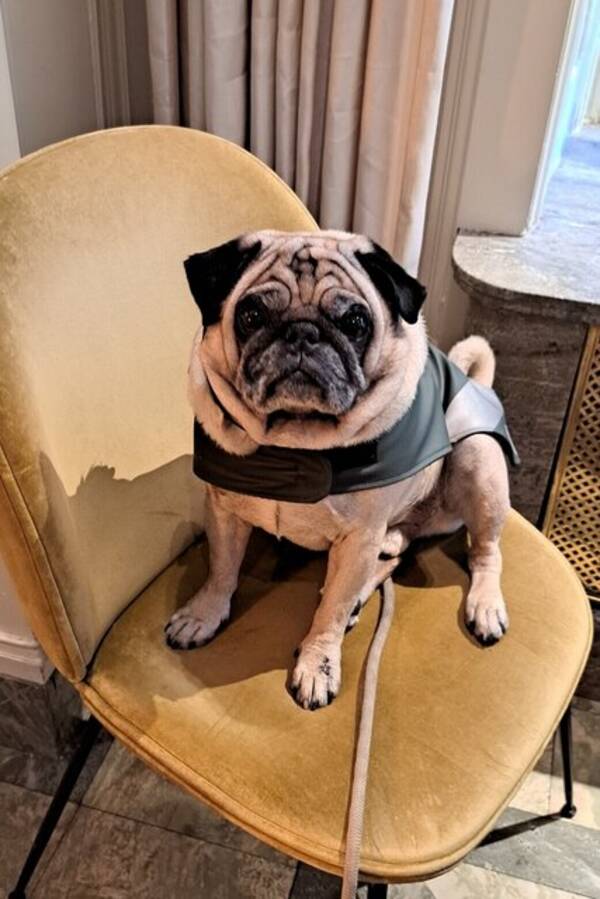 Hund - Mops  Zack Nilsson  världsklass 