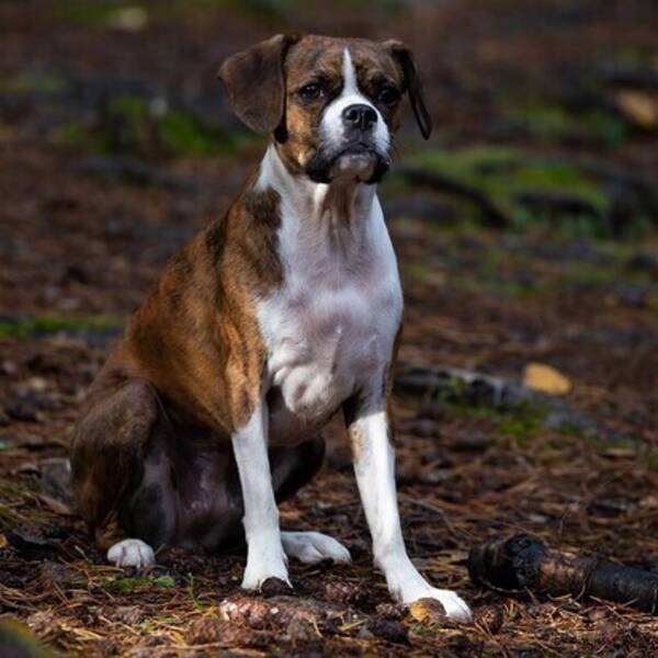 Hund - Blandras ?miniboxer?