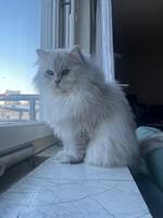 Katten Roxy Katten Roxy