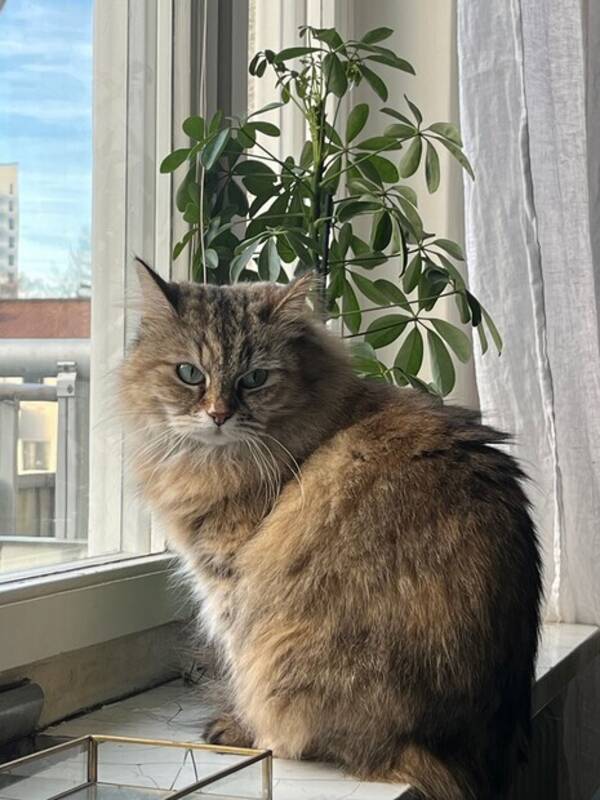 Katt - Katten Leia