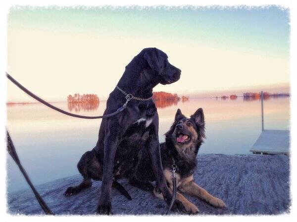 Hund