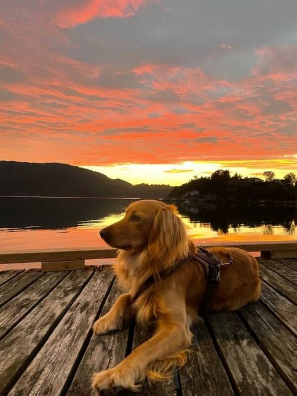 Hund - Cobberdog Bastian