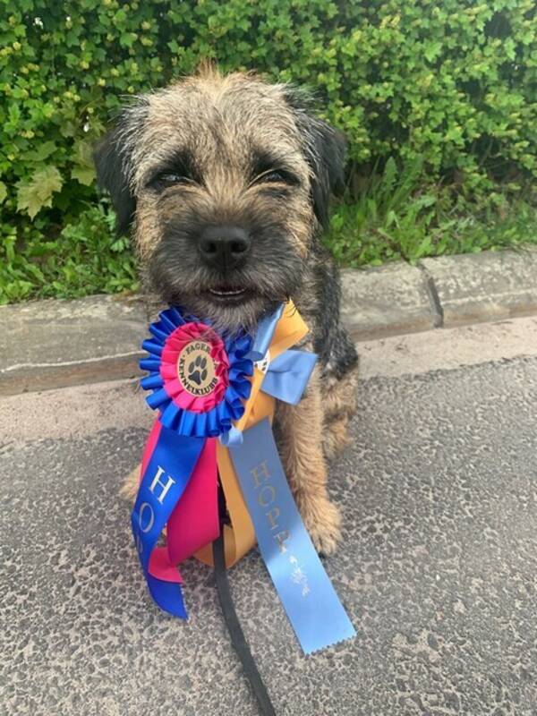 Hund - Borderterrier tiken Chamsin