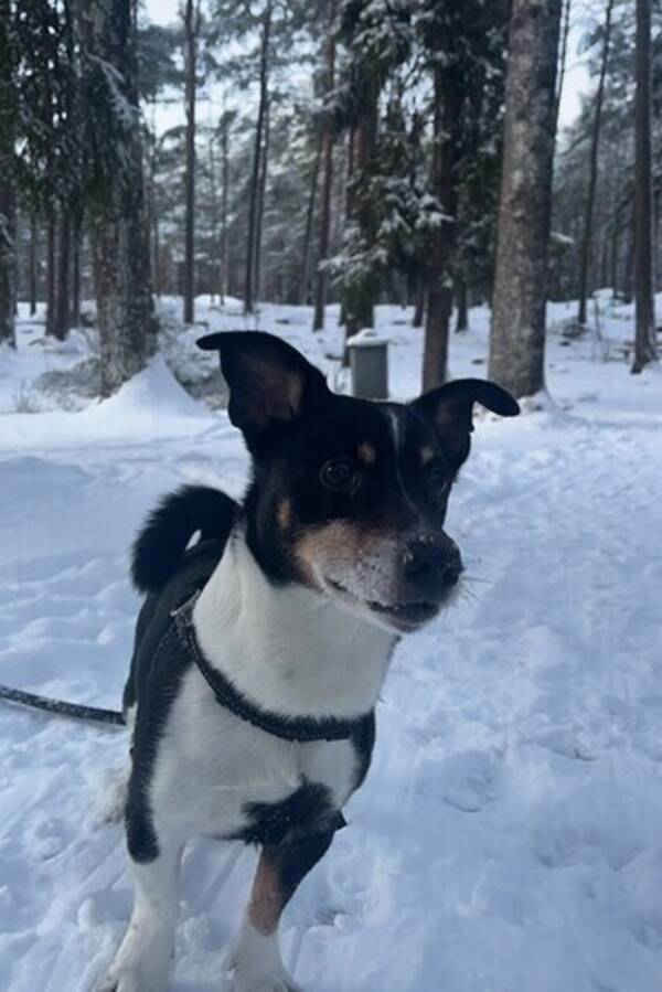 Hund - Hunden Charlie Hund - Hunden Charlie