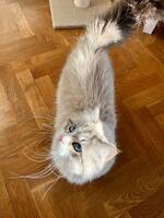 Neva Masquerade ?Lilja? Neva Masquerade ?Lilja?