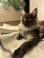 Pärla the mainecoon Pärla the mainecoon