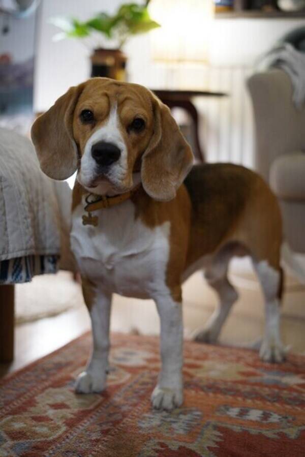 Hund - Beagle Winston