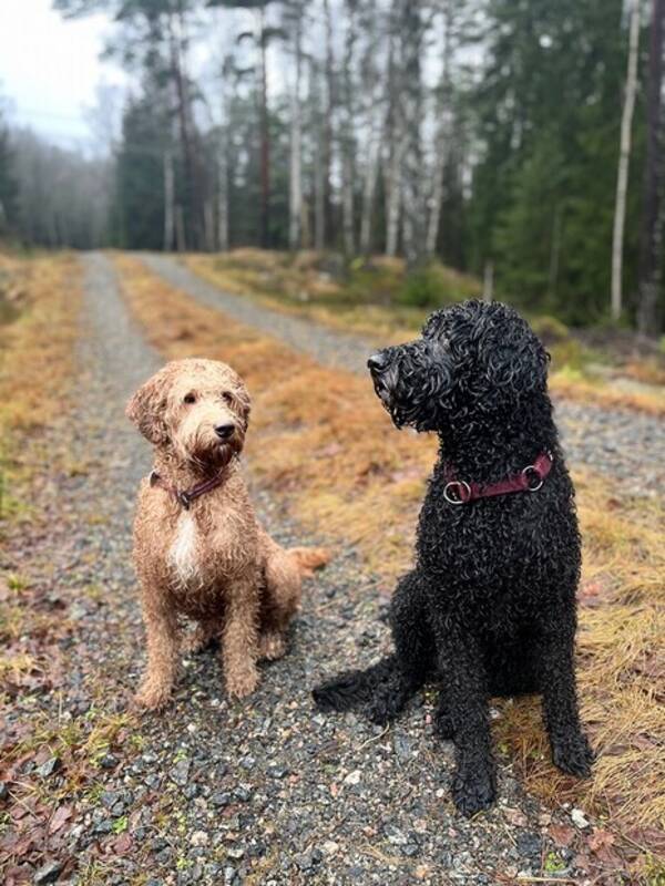 Hund - Labradoodle