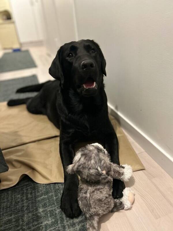 Hund - Labradoren Loke