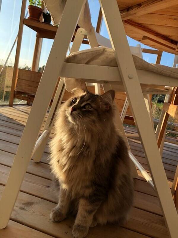 Katt - Katten Kerstin