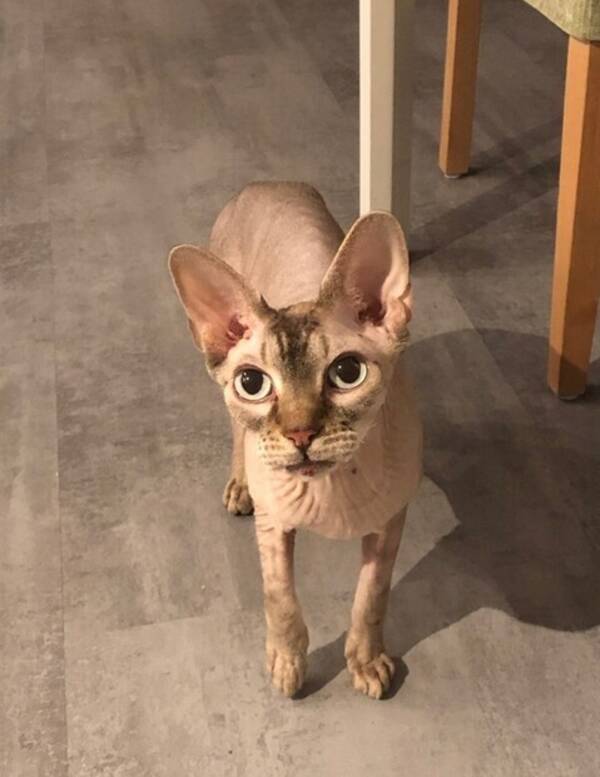 Katt - Sphynxkatt Mango