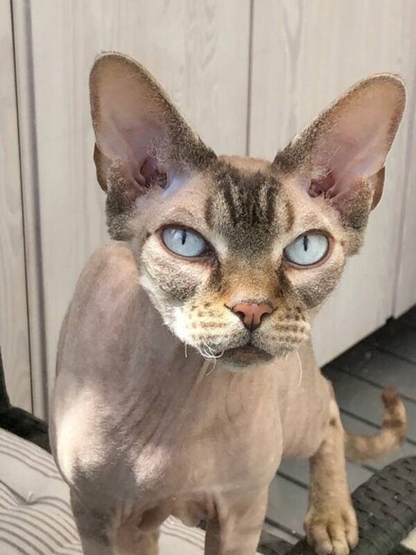 Katt - Sphynxkatt Mango