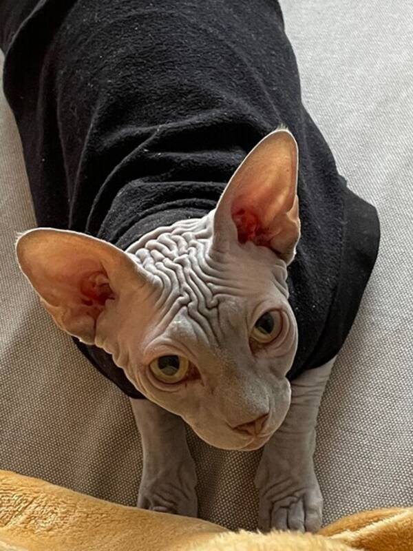 Katt - Sphynxkatt Shiro