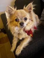 Elliot, Chihuahua Elliot, Chihuahua