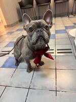 Ella, Fransk Bulldog Ella, Fransk Bulldog