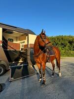 Superman, Häst Superman, Häst