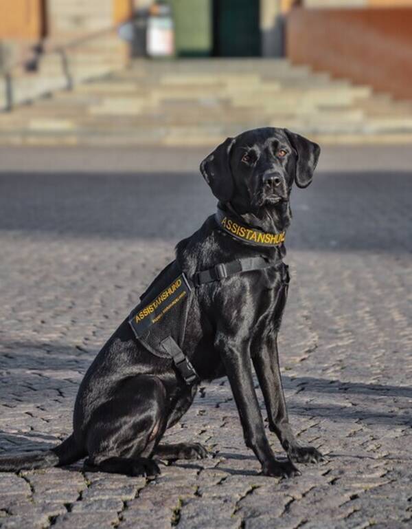 Hund - Assistanshunden Freya, Labrador