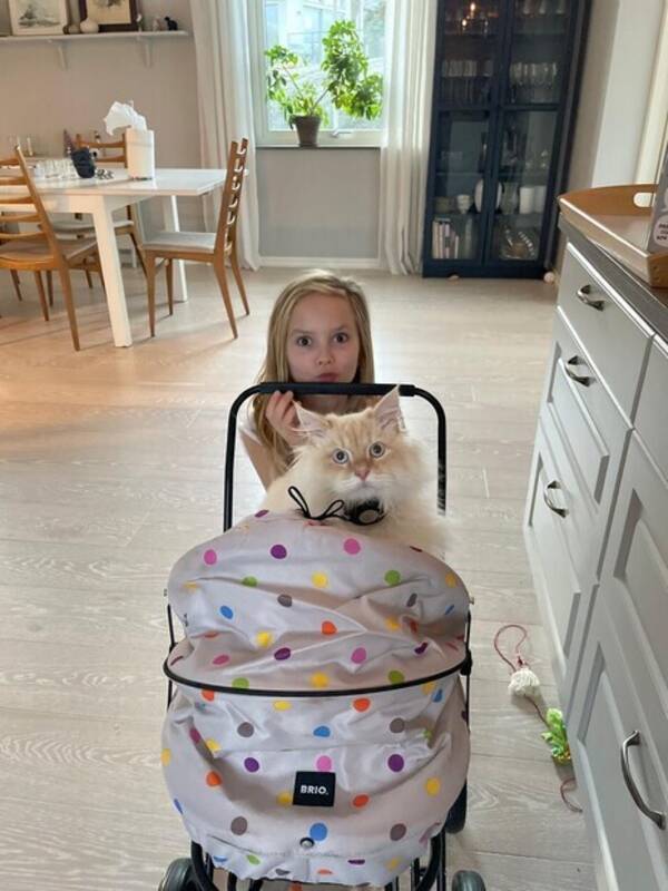 Katt - Katten Porthos