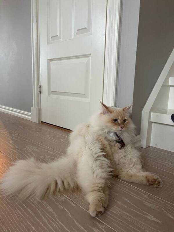 Katt - Katten Porthos