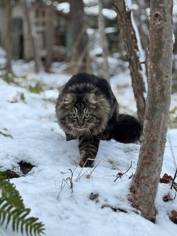 Katt - Katten Ruben