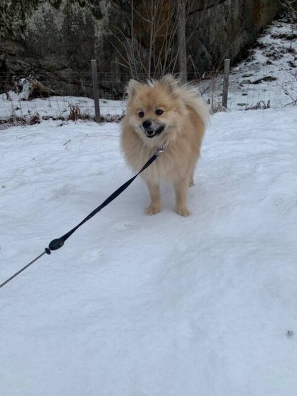 Hund - Hunden Bobo 