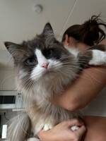 Katten Miso Katten Miso