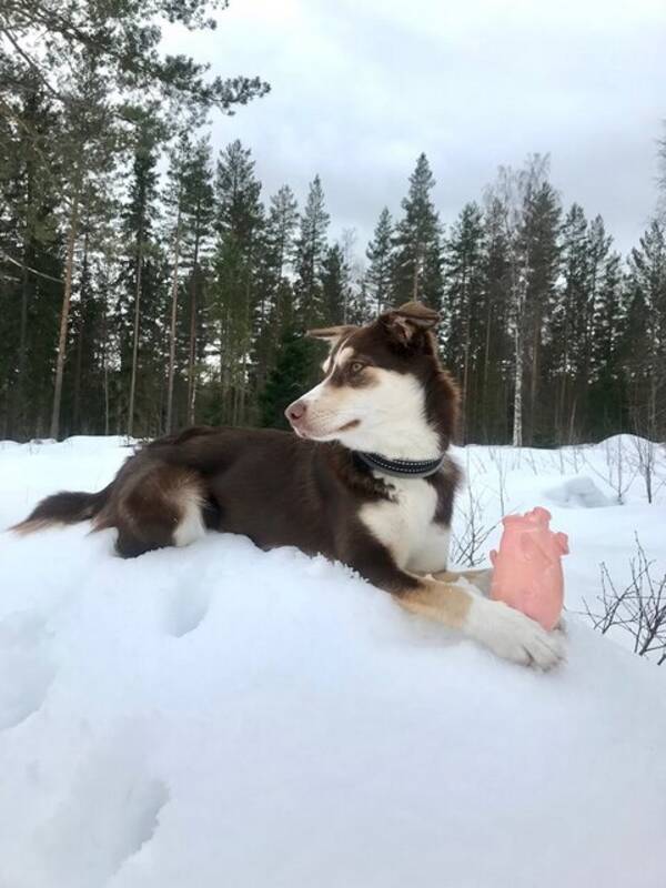 Hund - Hunden Fellie