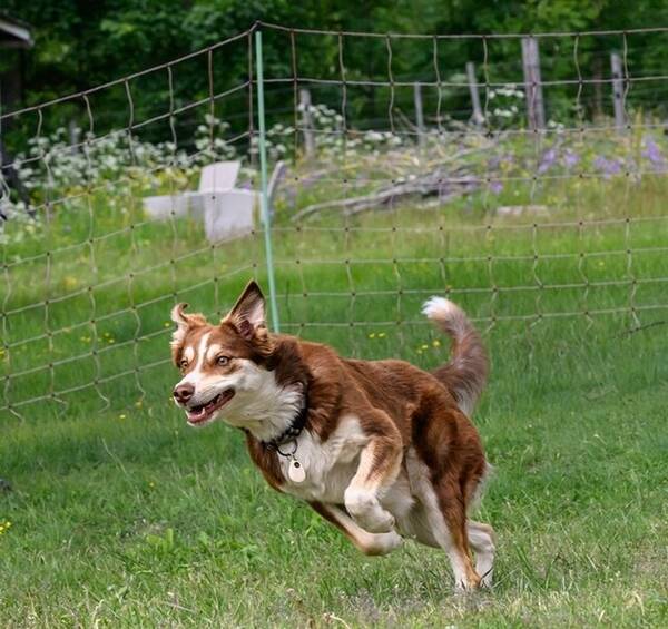 Hund - Hunden Fellie