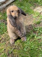 Kaninen Bönan Kaninen Bönan