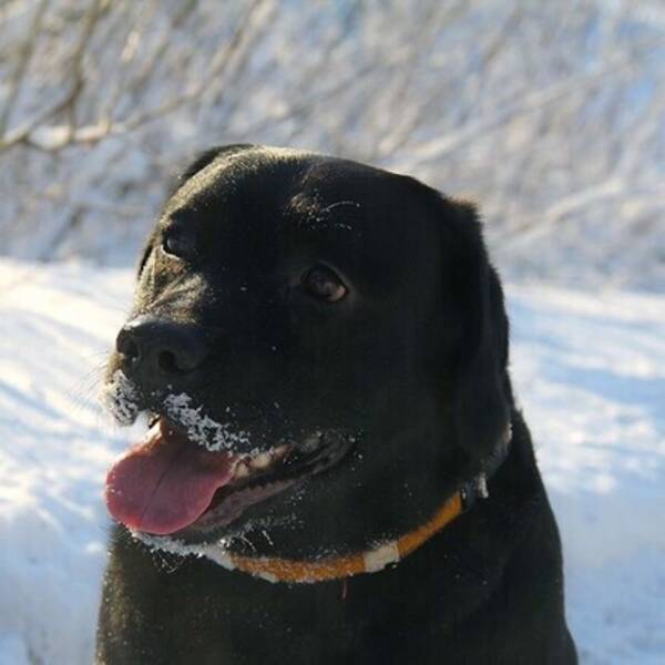 Hund - Labradoren Poppe