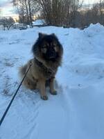 Min eurasier som heter Aslan