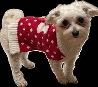 Bichon Havanais Bichon Havanais