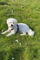 Bichon frise nala 