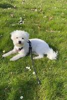 Bichon frise nala Bichon frise nala
