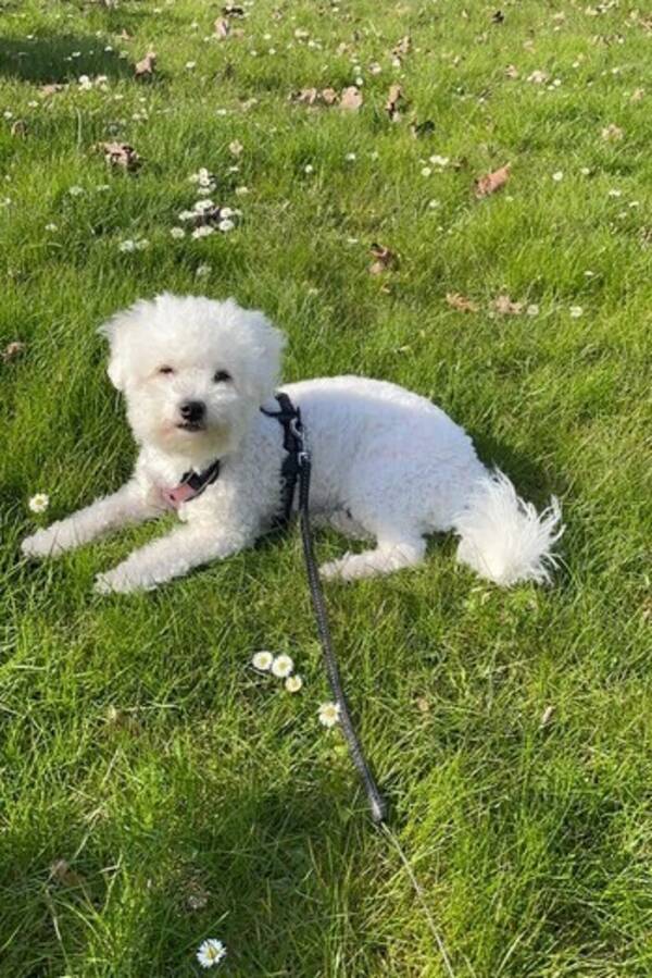 Hund - Bichon frise nala 