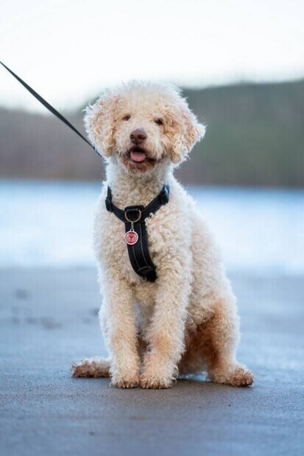 Hund - Lagotton Sture