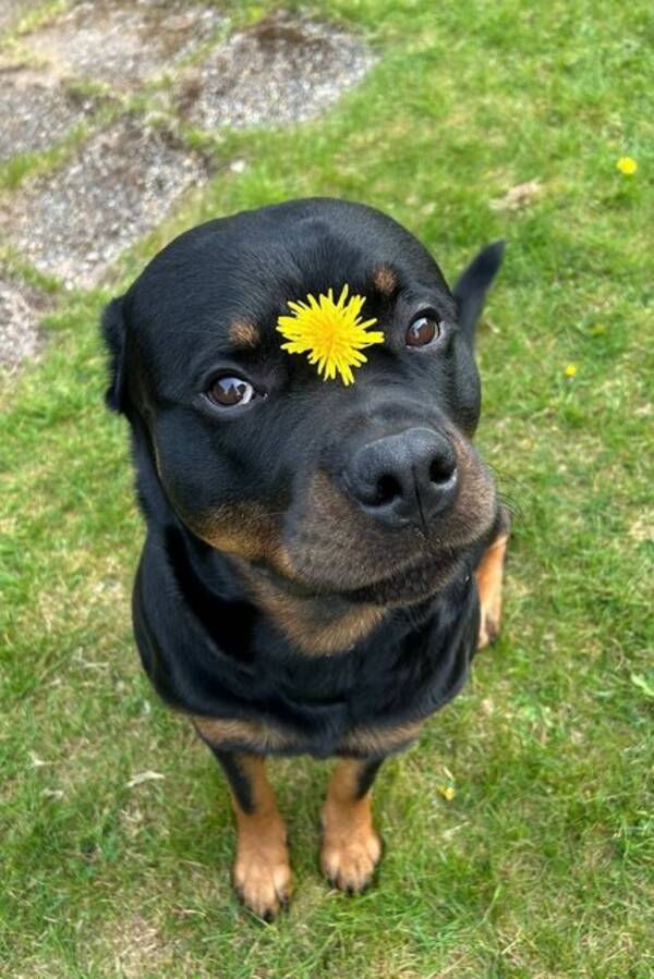 Hund - Rottweiler, svart/brun