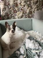 Fransk chihuahua Fransk chihuahua