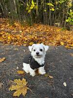 Malteser Mini Malteser Mini