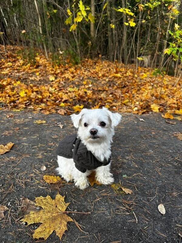 Hund - Malteser Mini