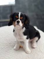 Cavalier Max Cavalier Max