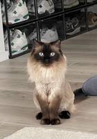 Katterna Shiro och Nala Katterna Shiro och Nala